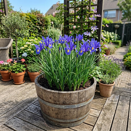 Fresh 50 Dutch Blue Iris Seeds for Home Gardening - Fast Growing, Long Lasting Patio Blooms, Nature Inspired Landscape