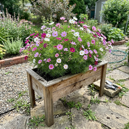 Fresh 100 Dwarf Mixed Cosmos Seeds for Home Gardening - Beautiful Perennial Flowers, Premium Heirloom Seeds, Nature Inspired Landscape