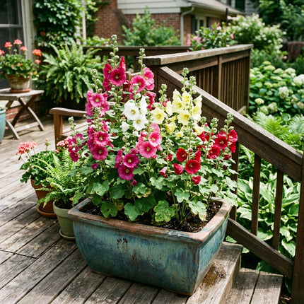 100 Dwarf Mixed Hollyhock Seeds for Planting - Long Lasting Patio Blooms, Drought Tolerant