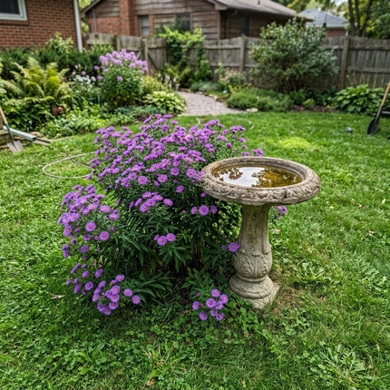 50 Count Purple Aster Seeds - Premium Heirloom Seeds, Outdoor Patio Decor, Beautiful Perennial Flowers