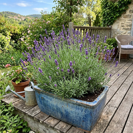 Radiant 1200 Lavender Flower Seeds, French Purple - Fast Growing, Nature Inspired Landscape, Stunning Yard Decor