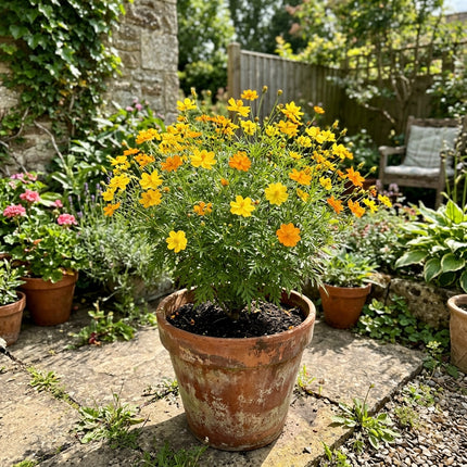 100 Lemon Cosmos Seeds Easy to Grow - Premium Heirloom Seeds, Beautiful Perennial Flowers