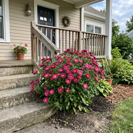 Fresh 50 Rose Aster Seeds for Home Gardening - Vibrant Floral Display, Premium Heirloom Seeds, for Home Garden