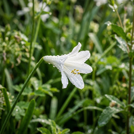 50 Dwarf White African Lily Seeds for Home Garden - Stunning Yard Decor, Fast Growing