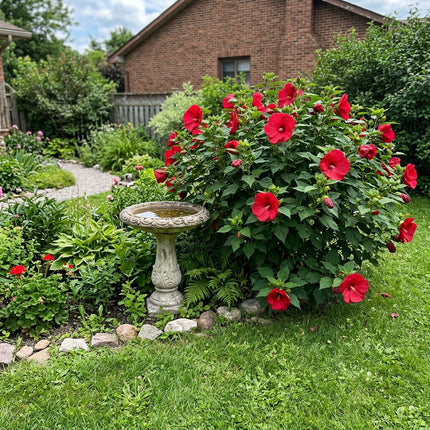 100 Count Giant Red Hibiscus Seeds - Long Lasting Patio Blooms, Heirloom Floral Blooms, Vibrant Floral Display