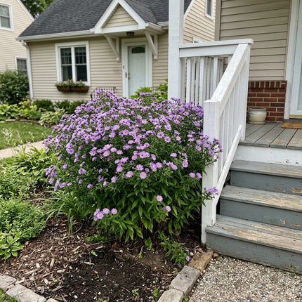 50 Lavender Aster Seeds Heirloom Floral Blooms - for Garden Borders, Fast Growing