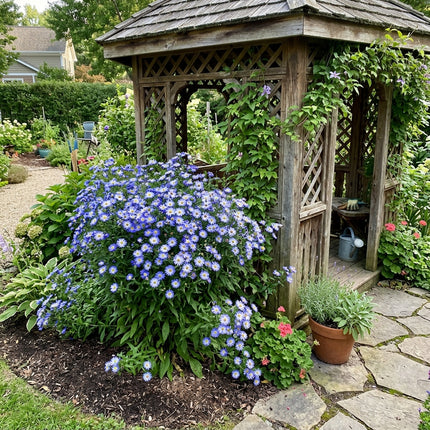 Fresh 50 Bicolor Blue Aster Seeds for Home Gardening - Vibrant Floral Display, Beginner Friendly Planting, Heirloom Floral Blooms