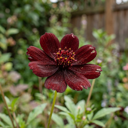 100 Chocolate Cosmos Seeds for Planting - Premium Heirloom Chocolate Cosmos Seeds for Home Garden Blooms