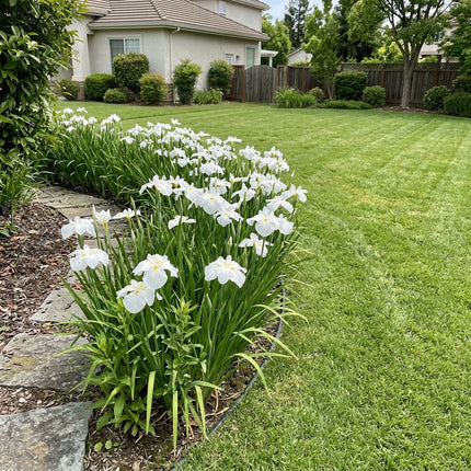 Fresh 50 Japanese White Iris Seeds for Home Gardening - Beautiful Perennial Flowers, Stunning Yard Decor, for Planting