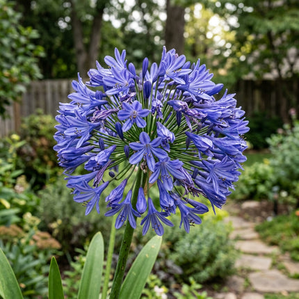 35 Giant Blue African Lily Seeds for Planting - Premium Heirloom Giant Blue African Lily Seeds for Home Garden