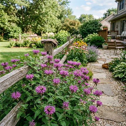 1000 Purple Bee Balm Seeds for Planting - Vibrant Heirloom Perennial Garden Floral Decor, Easy to Grow Outdoor Landscape Blooms, Beautiful Bee Balm Plants