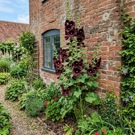 100 Black Hollyhock Seeds for Home Garden - for Garden Borders, Fast Growing