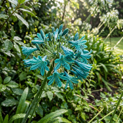 Lush 50 African Lily Flower Seeds, Green - Vibrant Floral Display, for Home Garden, for Garden Borders