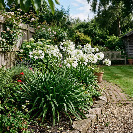 50 White African Lily Seeds for Planting - Premium Heirloom White African Lily Seeds for Home Garden