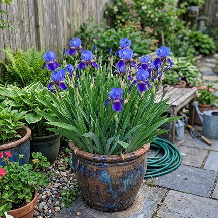 Fresh 50 Blue Iris Seeds for Home Gardening - Drought Tolerant, Premium Heirloom Seeds, for Planting