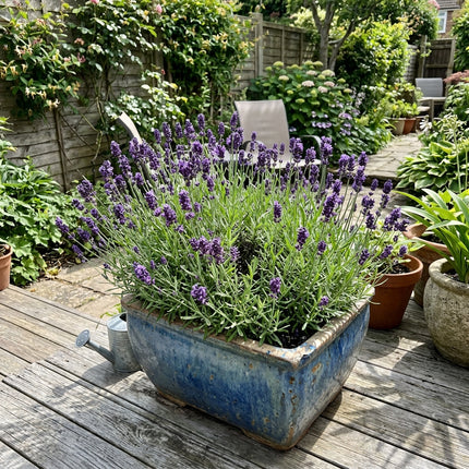 1200 English Purple Lavender Seeds for Home Garden - Stunning Yard Decor, Cut Flower Arrangements