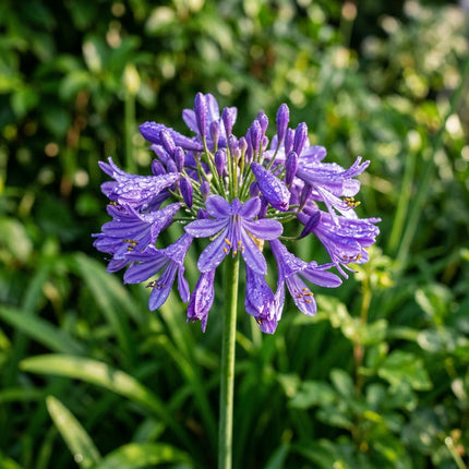 50 Purple African Lily Seeds Outdoor Patio Decor - Long Lasting Patio Blooms, Beautiful Perennial Flowers