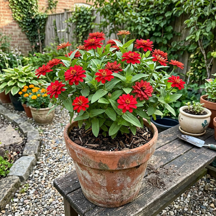 100 Count Scarlet Zinnia Seeds - Stunning Yard Decor, Heirloom Floral Blooms, Cut Flower Arrangements