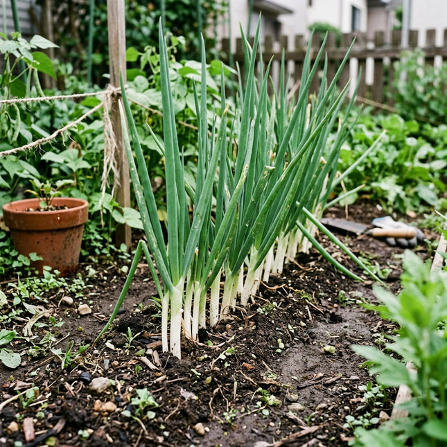 1000 Tokyo Long White Scallion Seeds for Planting - Premium Variety for Home Gardening