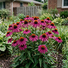 Purple Echinacea Seeds - 100 Seeds