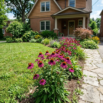 100 Purple Echinacea Seeds for Planting - Heirloom Purple Echinacea Flower Seeds for Home Garden