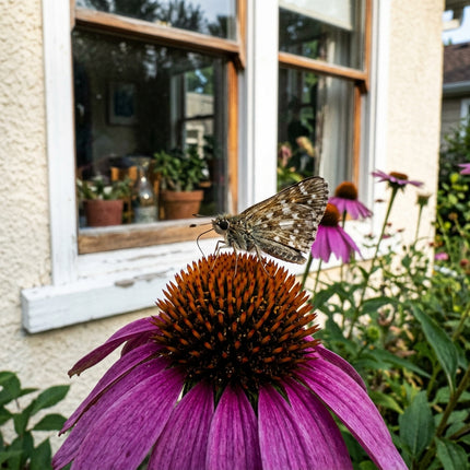 100 Purple Echinacea Seeds for Planting - Heirloom Purple Echinacea Flower Seeds for Home Garden