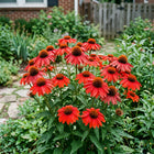 Red Echinacea Seeds - 100 Seeds