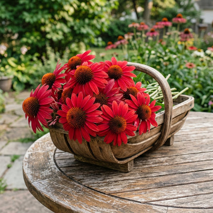 100 Red Echinacea Seeds for Planting - Heirloom Red Echinacea Flower Seeds for Home Garden