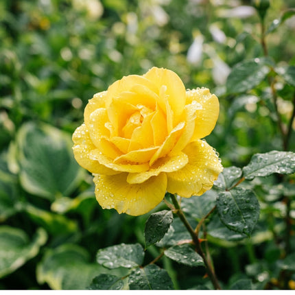 50 Premium Yellow Rose Seeds - Beautiful Garden Flowers for Planting