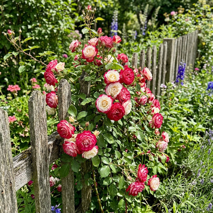 50 Premium Bicolor Rose Seeds - Beautiful Garden Flowers for Planting