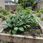 Bloomsdale Savoy Spinach Seeds - 1,100 Seeds
