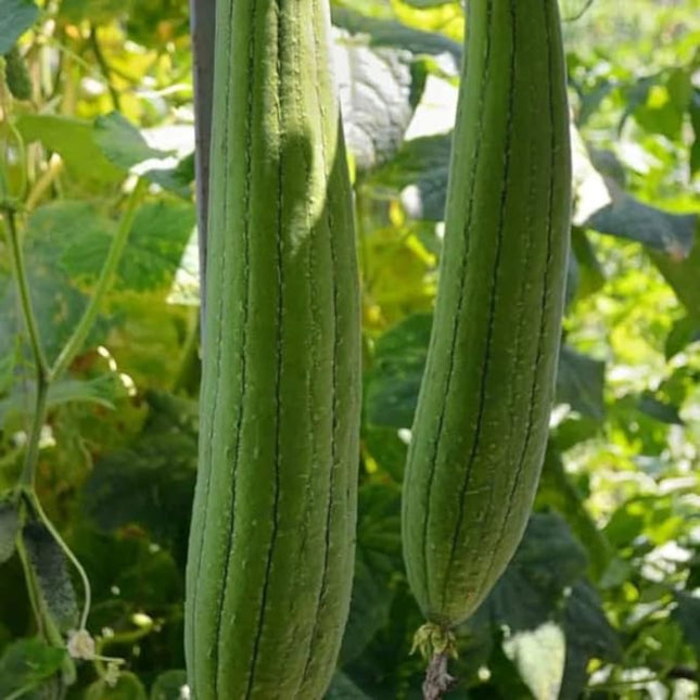 30 Luffa Chubby Pier Gourd Seeds - Heirloom Sponge Gourd - Produces Large Tender Ridged Loofah