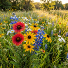 North American Wildflower Mix - 300 Seeds
