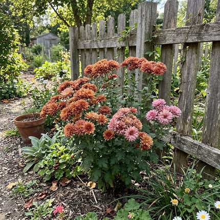 400 Vintage Tone Chrysanthemum Mix Seeds for Planting - Premium Heirloom Vintage Tone Chrysanthemum Mix Seeds for Home Garden Blooms