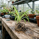 1 Live Variegated Spider Plant Cutting