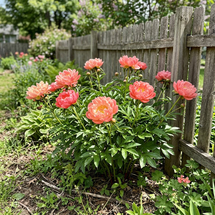 50 Coral Peony Seeds for Planting - Premium Heirloom Coral Peony Seeds for Elegant Home Garden Blooms