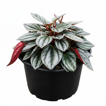 Live Peperomia Rosso Plant in 4" Nursery Pot - Striking Red & Green Corrugated Foliage