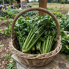 Santo Cilantro Seeds - 1,000 Seeds