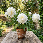 White Peony Seeds - 50 Seeds