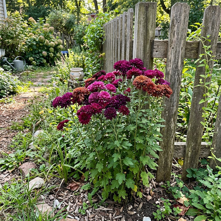 350 Royal Jewel Chrysanthemum Mix Seeds for Planting - Premium Heirloom Royal Jewel Chrysanthemum Mix Seeds for Home Garden Blooms