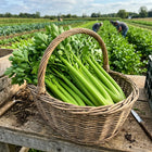 Tango Celery Seeds - 3,000 Seeds