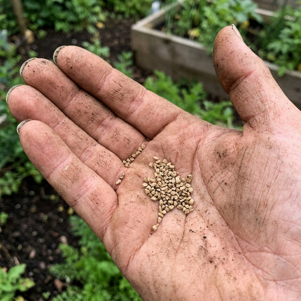 300 Yellowstone Carrot Seeds - Long Yellow Vegetable Seeds for Planting