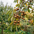 Sweet Date Plum Persimmon Seeds - 20 Seeds