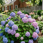 Endless Summer Hydrangea Seeds - 50 Seeds