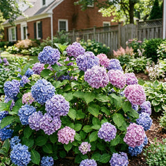 Collection image for: Hydrangea Seeds