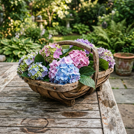 50 Endless Summer Hydrangea Seeds for Planting - Variety for Home Gardening