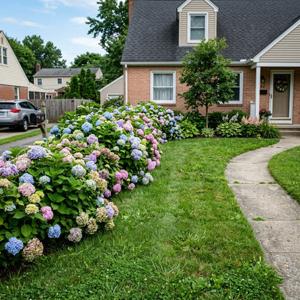 50 Endless Summer Hydrangea Seeds for Planting - Variety for Home Gardening