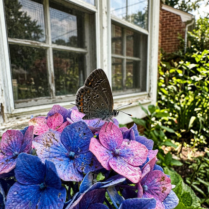 50 Endless Summer Hydrangea Seeds for Planting - Variety for Home Gardening