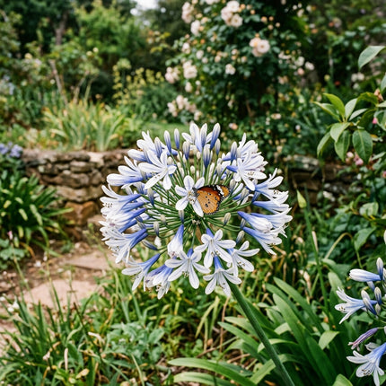 50 Bicolor African Lily Seeds for Planting - Premium Heirloom Bicolor African Lily Seeds for Home Garden