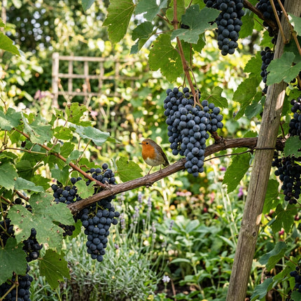 100 Summer Black Purple Grape Seeds for Planting - Premium Summer Black Purple Grape Seeds for Home Garden